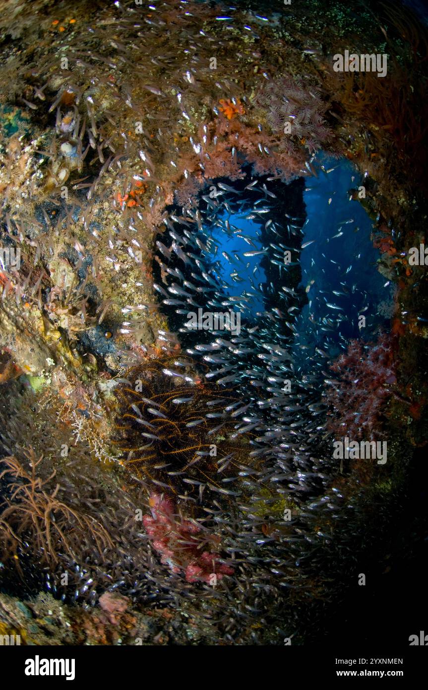 Eine Schule von Kehrfischen, die durch ein Loch im Rumpf des Liberty Wracks in Bali, Indonesien. Stockfoto
