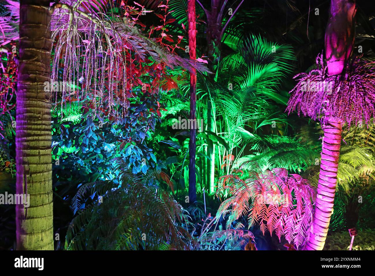 Gemäßigte Zone, Glasshouse, Glow 2024, RHS Garden Wisley, Woking, Surrey, England, Großbritannien, Vereinigtes Königreich, Vereinigtes Königreich, Europa Stockfoto