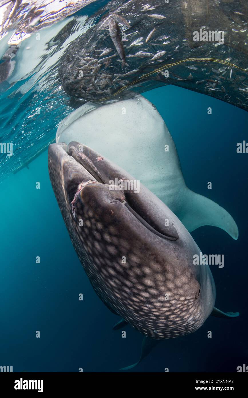 Zwei Walhaie (Rhincodon typus), die sich an der Oberfläche von Fischernetzen ernähren, Cenderawasih Bay, Indonesien. Stockfoto