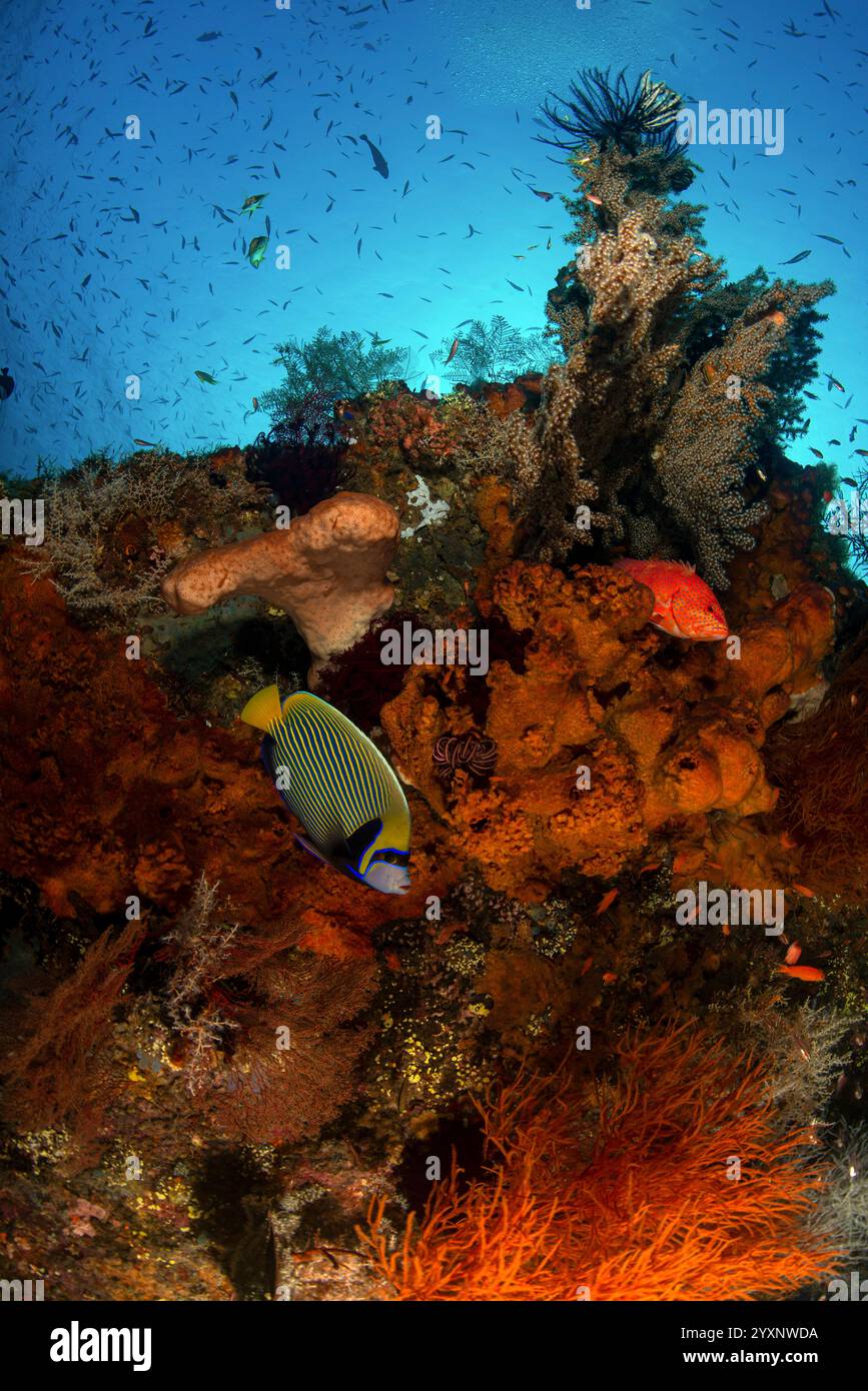 Kaiserfische, Rote Zackenfische und Jungfische auf Korallen, die über dem Liberty Wrack wachsen, Bali, Indonesien. Stockfoto