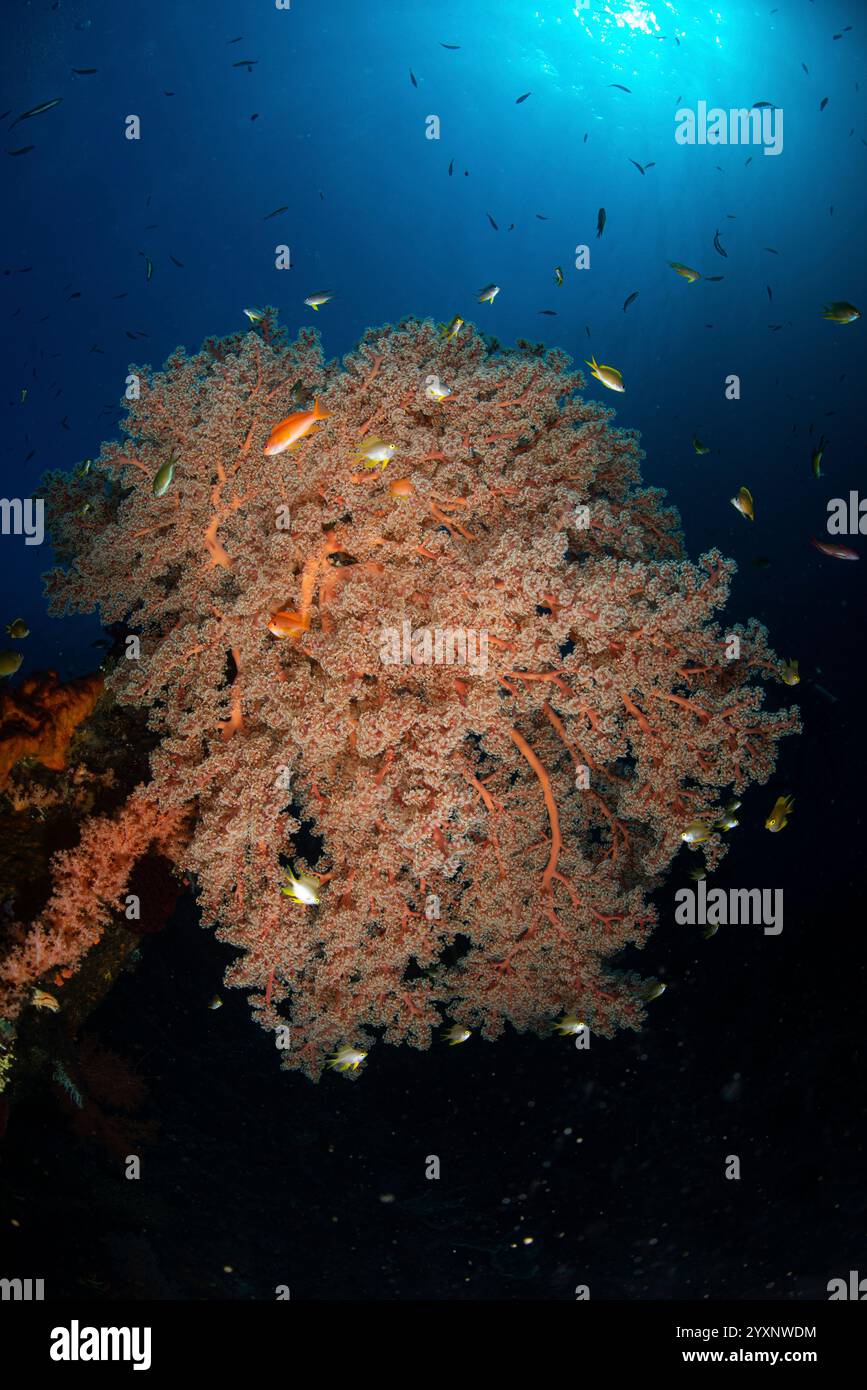 Gelbe Jungfische und Weichkorallen am Liberty Wrack in Bali, Indonesien. Stockfoto