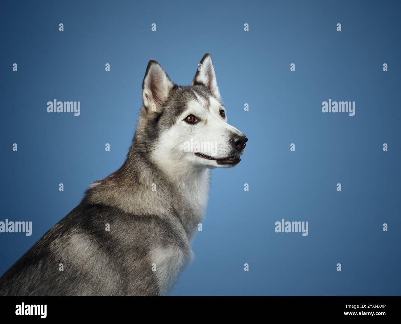 Eine Nahaufnahme eines sibirischen Huskys auf blauem Hintergrund mit dickem Fell und spitzen Ohren im scharfen Fokus. Der ruhige Blick des Hundes und seine ruhige Haltung Stockfoto