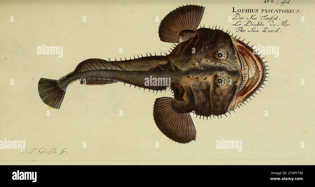 Seadevil fish -Fotos und -Bildmaterial in hoher Auflösung – Alamy