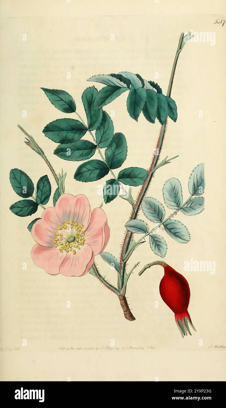 Rosarum Monographia oder Eine botanische Geschichte der Rosen, London, gedruckt für James Ridgeway, 1820. Rosen, Rosa stricta, diese Illustration zeigt eine zarte blühende Pflanze aus der Rosenfamilie, die in ihrer Mitte eine rosa Blüte zeigt. Die Blume ist von fünf breiten Blütenblättern und zahlreichen gelben Staubblättern umgeben, die einen auffälligen Kontrast bilden. Neben der Blüte gibt es mehrere zusammengesetzte Blätter mit gezackten Kanten, die jeweils aus mehreren Blättern bestehen, die von Grün bis zu einem helleren Farbton reichen. Ebenfalls abgebildet ist eine leuchtend rote Rosenhüft, eine wesentliche Frucht der Pflanze, die einen lebendigen Touch verleiht Stockfoto