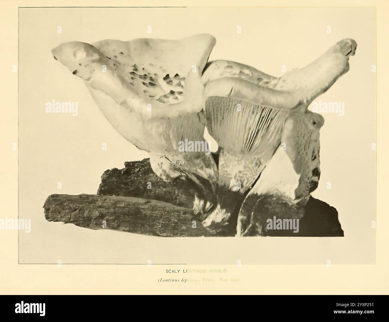 Das Pilzbuch. New York, 1901, Kochkunst, Pilze, Pilze, Pilze, ein großer, komplizierter Pilz zeigt seine einzigartige Kiemen- und Kappenstruktur und zeigt die komplexen Formen der Natur. Der Pilz scheint auf einem Stück Holz oder Rinde zu wachsen, was seine Rolle im Ökosystem unterstreicht. Die Details seiner Textur und die subtilen Variationen in seiner Form werden hervorgehoben, was die Schönheit der Pilzwuchse in ihrem natürlichen Lebensraum veranschaulicht. Die Umgebung deutet auf eine Waldlandschaft hin, die möglicherweise zur Entwicklung und zum Lebenszyklus des Pilzes beiträgt. Stockfoto