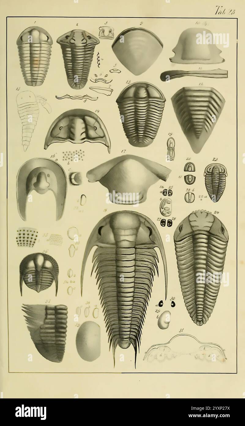 Handbuch der Petrefaktenkunde Tübingen H. Laupp 1852 Fossilien Paläontologie Museum für Vergleichende Zoologie zeigt diese detaillierte Abbildung verschiedene anatomische Merkmale von Trilobiten, einer ausgestorbenen Gruppe von Meeresarthropoden, die für ihre markante dreilappige Körperstruktur bekannt ist. Die nummerierten Diagramme zeigen verschiedene Arten und ihre morphologischen Variationen und heben Aspekte wie das cephalon (Kopf), den Thorax und das Pygidium (Schwanz) hervor. Jede Abbildung veranschaulicht einzigartige Merkmale, einschließlich der Segmentierung und Variationen des Exoskeletts, die helfen, diese alten cr zu identifizieren und zu klassifizieren Stockfoto