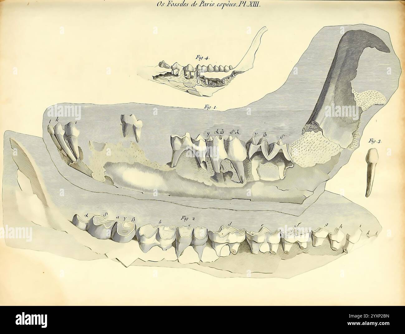 Recherches sur les ossemens fossiles de quadrupèdes, Paris, Deterville, 1812, Frankreich, Paläontologie, Geologie, Region Paris, Säugetiere Fossil, Wirbeltiere Fossil, Fossil Stories. zeigt die Illustration detaillierte anatomische Darstellungen von Kieferknochen und Zähnen und hebt verschiedene Zahnstrukturen hervor. Es verfügt über mehrere Zahntypen, einschließlich Schneidezähne, Eckzähne und Backenzähne, die sorgfältig als Referenz gekennzeichnet sind. Das Diagramm zeigt spezifische Merkmale des Kiefers, wie Krümmung und Form, an und gibt einen Einblick in die Zahnmorphologie. Außerdem enthält die Darstellung Anmerkungen t Stockfoto