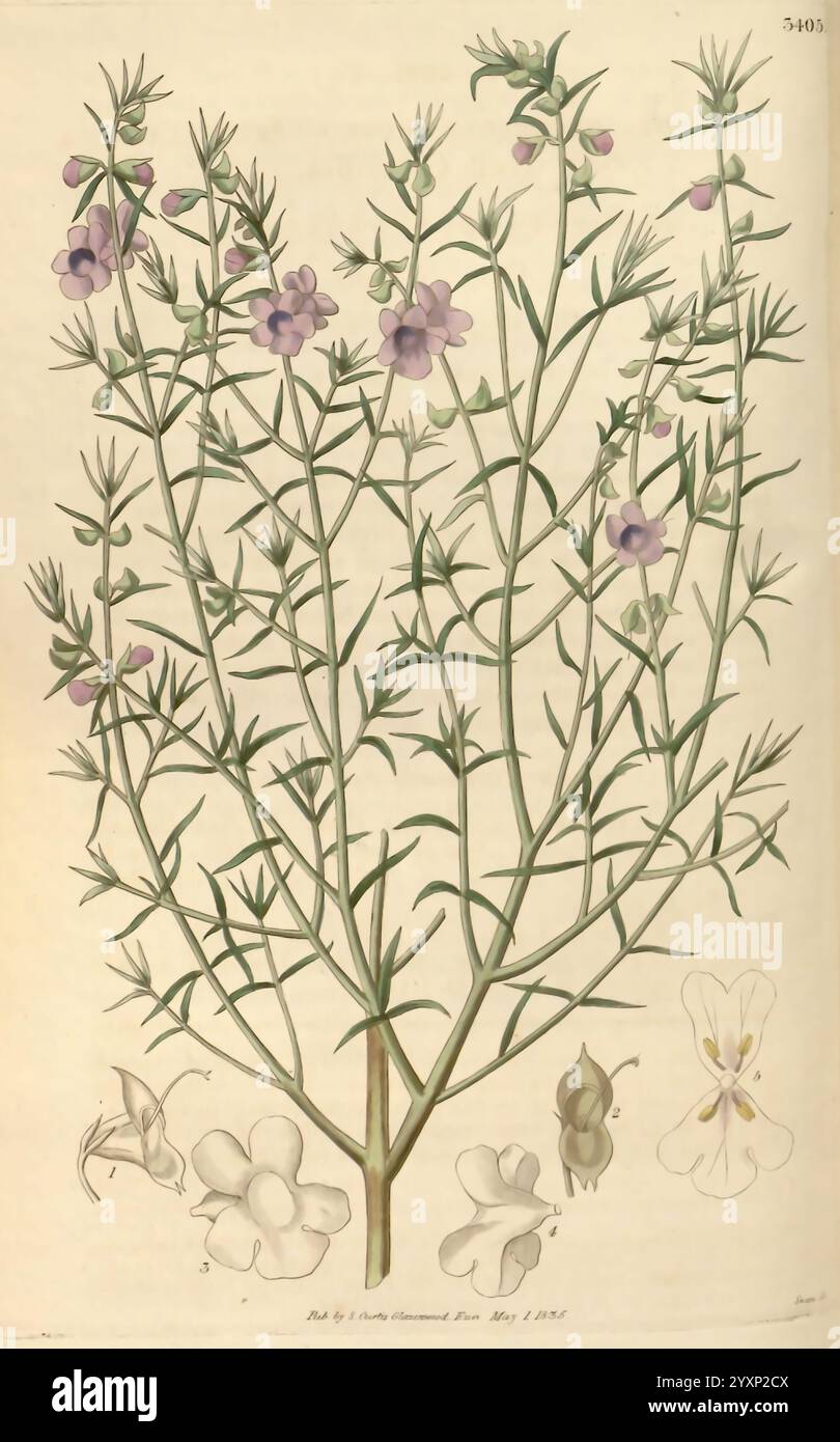 Curtis' botanisches Magazin London New York usw. Botanik-Zeitschriften Bildwerke Curtis, Eine botanische Illustration, die eine blühende Pflanze darstellt, die von schlanken, aufrechten Stämmen mit zarten lila Blüten gekennzeichnet ist. Die komplizierten Details der Blätter, die schmal und lang sind, ergänzen die gesamte Eleganz der Pflanze. Die zentrale Darstellung umgibt kleinere Skizzen der Blumen aus verschiedenen Winkeln, die ihre einzigartigen Formen und Strukturen zeigen. Diese wissenschaftliche Darstellung unterstreicht die Schönheit und Vielfalt der Merkmale der Pflanze und betont ihre blumige Anatomie a Stockfoto
