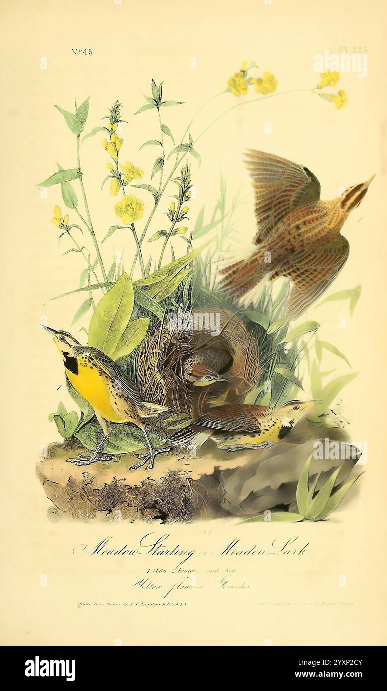 The Birds of America, New York, J.B. Chevalier, 1840-1844, Birds, Nordamerika, John James Audubon, malerische Werke, Sturnella magna., Eine wunderschön illustrierte Szene mit zwei Wiesen in der Nähe ihres Nestes, das inmitten üppigen Grüns liegt. Eine Wiesenlarke, die sich durch ihre leuchtend gelbe Brust und markante Markierungen auszeichnet, steht im Vordergrund deutlich, während die andere darüber fliegt. Um sie herum sind zarte Wildblumen und Gras, die eine ruhige Umgebung schaffen, die die Verbindung des Vogelpaares zu ihrem natürlichen Lebensraum unterstreicht. Diese Abbildung erfasst Stockfoto