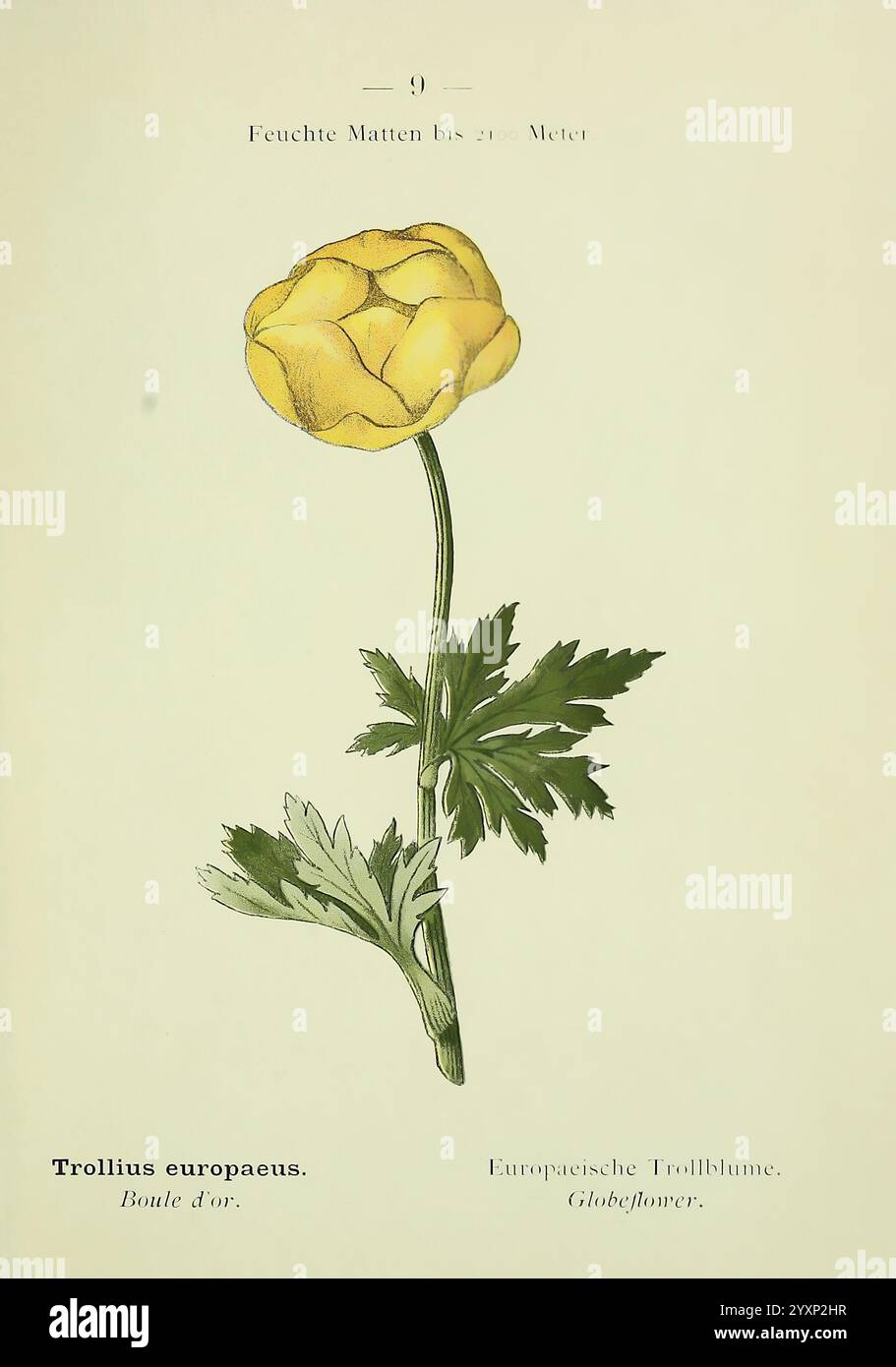 Alpen-Flora, Heidelberg, C. Winter, 1906, alps, Bergpflanzen, malerische Werke, Eine zarte Illustration eines Trollius europaeus, allgemein bekannt als die Globus-Blume, zeigt seine leuchtend gelben Blütenblätter, die einer abgerundeten, mehrschichtigen Knospe ähneln. Die Blüte steht aufrecht und zeigt ihre natürliche Anmut. Unterhalb der Blüte tauchen fein detaillierte grüne Blätter auf, die sich durch ihre gelappte Form und gezackte Kanten auszeichnen und das üppige Laub der Pflanze veranschaulichen. Die Blume wird mit Etiketten in mehreren Sprachen, darunter Französisch und Deutsch, versehen, die die verschiedenen Namen „Boule d'Or“ und „Europa“ kennzeichnen Stockfoto