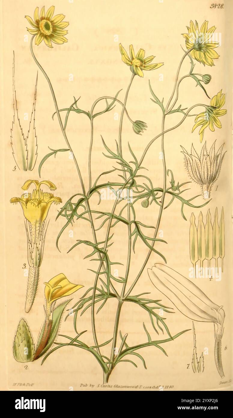 Curtis' botanisches Magazin, London, New York, botanische Illustration, Botanik, Zeitschriften, Bildwerke, Pflanzen ornamental, Curtis, die Illustration zeigt eine blühende Pflanze mit schlanken grünen Stielen und hellgelben Blüten. Die Hauptdarstellung zeigt mehrere Blumen, die sich auf den hohen, dünnen Stielen schmiegen. Das Primärbild umgibt detaillierte Skizzen verschiedener Pflanzenteile, einschließlich Blätter und Blüten in verschiedenen Stadien. Die Blätter sind schmal und lang, während die Blüten mehrere Blütenblätter zeigen, die symmetrisch von einem zentralen Punkt aus strahlen. Dieses botanische Kunstwerk betont Bot Stockfoto