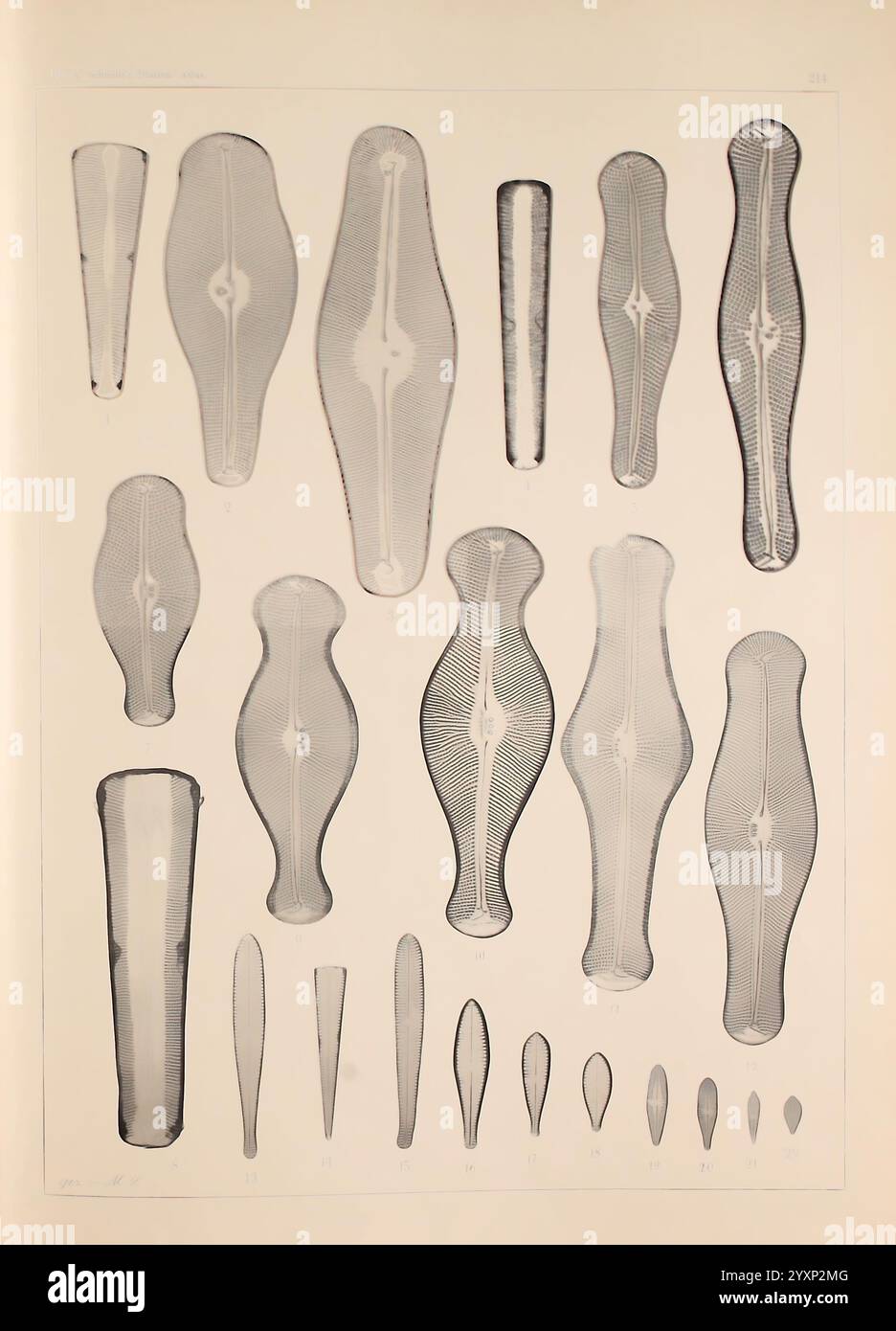 Atlas der Diatomaceen-Kunde Leipzig, O.R. Reisland, 1874-1819,] Atlases Bacillariophyceae zeigt eine Sammlung von verschiedenen länglichen, symmetrischen Formen, die wissenschaftlichen Zeichnungen verschiedener Arten oder Exemplare ähneln. Jede Form ist detailreich und zeigt komplizierte Muster und Texturen. Sie sind als Referenz nummeriert, was eine systematische Klassifizierung oder Untersuchung dieser Formulare angibt. Die Anordnung ist in Reihen angeordnet, um einen klaren visuellen Vergleich zwischen den verschiedenen Proben zu ermöglichen, die biologische, anatomische oder sogar botanische Subjekte mit darstellen können Stockfoto