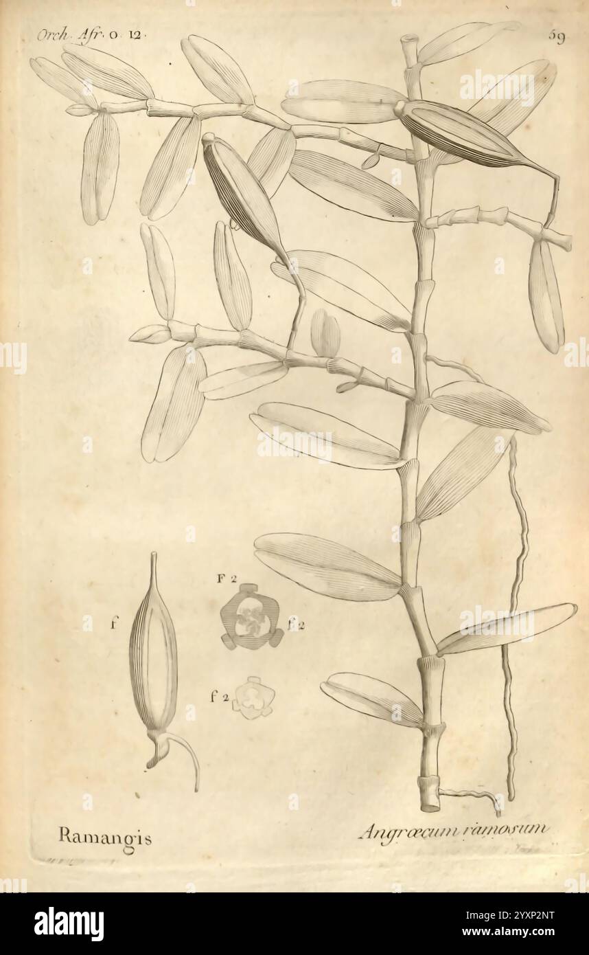 Histoire particulière des plantes, Orchidées recueillies sur les trois îles australes d'Afrique, de France, de Bourbon et de Madagascar, Paris, L'auteur, 1822, Orchidaceae, eine botanische Illustration der Ramangis-Pflanze, insbesondere der Art Angraecum ramoanum. Die Abbildung zeigt detaillierte Darstellungen der langen, belaubten Stämme, die die Pflanze charakterisieren, mit mehreren Blättern im Profil. Im unteren Teil befinden sich weitere kleinere Abbildungen, die verschiedene Stufen der Blüte zeigen, darunter auch eine Nahaufnahme ihrer Strukturen. Die minutiösen Linien und die vorsichtigen Sch Stockfoto