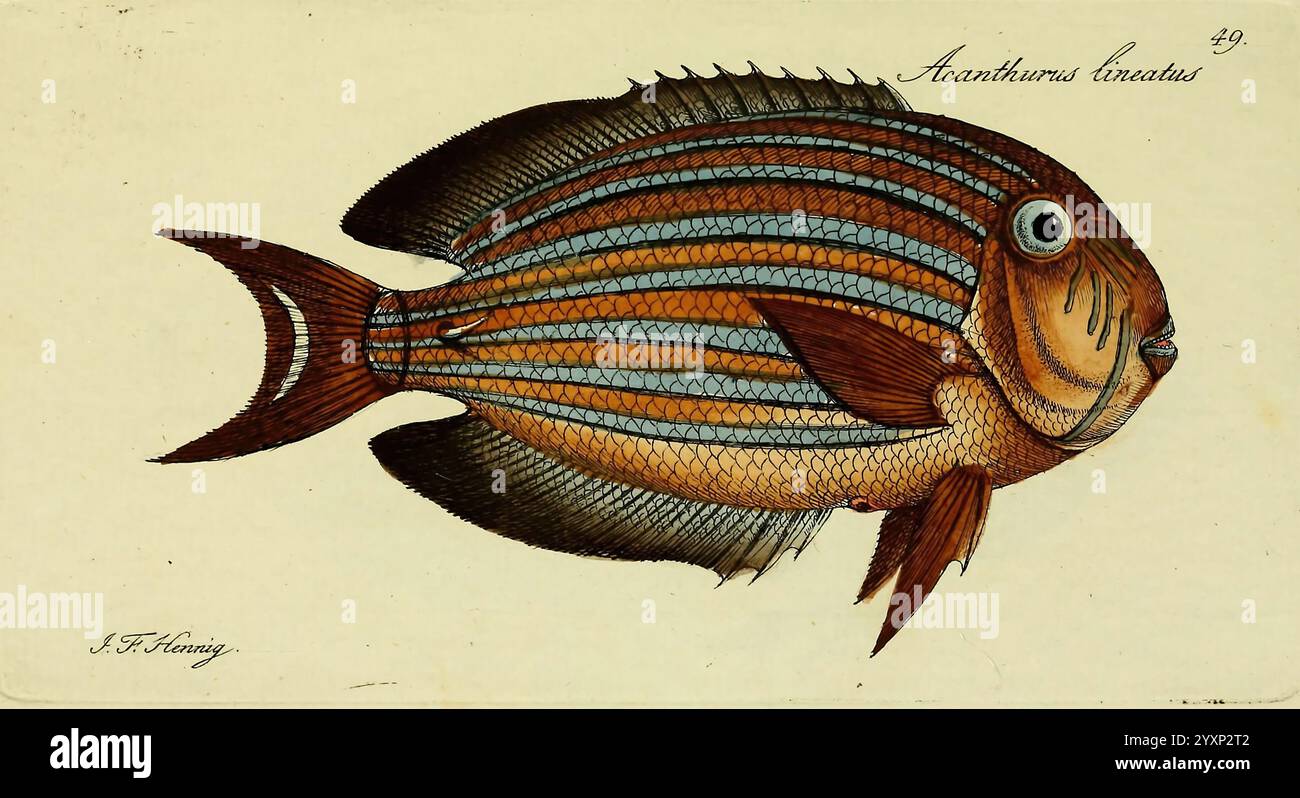 M.E. Blochii Systema ichthyologiae iconibus CX illustratum v.2 Berolini, Sumtibus auctoris impressum et Bibliopolio Sanderiano commissum, 1801 Fische Ichthyologie Fische Acanthurus lineatus Johann Friedrich Hennig Blaugesäumter Chirurgenfisch zeigt eine Seitenansicht eines Fisches, der als Acanthurus lineatus bekannt ist und allgemein als der gestreifte Chirurgenfisch bezeichnet wird. Dieses Meerestier verfügt über markante horizontale blaue Streifen, die parallel zu seinem Körper verlaufen und einen Kontrast zu den warmen, orange-braunen Schuppen bilden. Das Auge des Fischs ist ausgeprägt, was sein lebhaftes Aussehen unterstreicht, während seine Flossen elegant sind Stockfoto