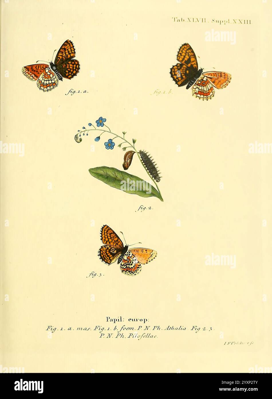 Die Schmetterlinge in Abbildungen nach der Natur, v.1 Plates, Leipzig, T.O. Weigel, 1829-1839, Schmetterlinge, Europa, Schmetterlinge, Bildwerke, die Illustration zeigt eine detaillierte Untersuchung verschiedener Schmetterlinge und ihrer Lebenszyklusstadien. Oben befinden sich zwei Schmetterlinge mit leuchtenden orangefarbenen und schwarzen Mustern, die mit den Abbildungen 1 und 2 gekennzeichnet sind. Unter ihnen zeigt Abbildung drei eine raupe, die einen faszinierenden Aspekt ihrer Entwicklung zeigt. Im Vordergrund befindet sich ein zartes grünes Blatt, begleitet von einer kleinen blauen Blume, die dem Komposit einen Hauch von Naturdetails verleiht Stockfoto