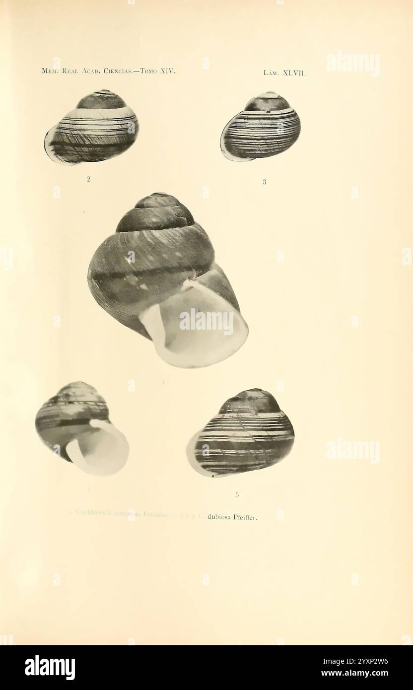 Memorias de la Real Academia de Ciencias Exactas, Fisicas y Naturales de Madrid, Madrid, Impr. Aguado, 1850, Zeitschriften, Wissenschaft, Gesellschaften, das museum für vergleichende Zoologie zeigt fünf verschiedene Ansichten von Cochlopylis sarmatica, einer Süßwasserschnecke. Jede nummerierte Darstellung erfasst die einzigartige Form der Schale und hebt deren Spiralstruktur und texturierte Oberfläche hervor. Die verschiedenen Schattierungen und Details veranschaulichen die komplizierten Muster und Farben auf jeder Schale und zeigen die natürliche Schönheit und Vielfalt dieser Weichtiere. Der wissenschaftliche Kontext wird durch th angegeben Stockfoto