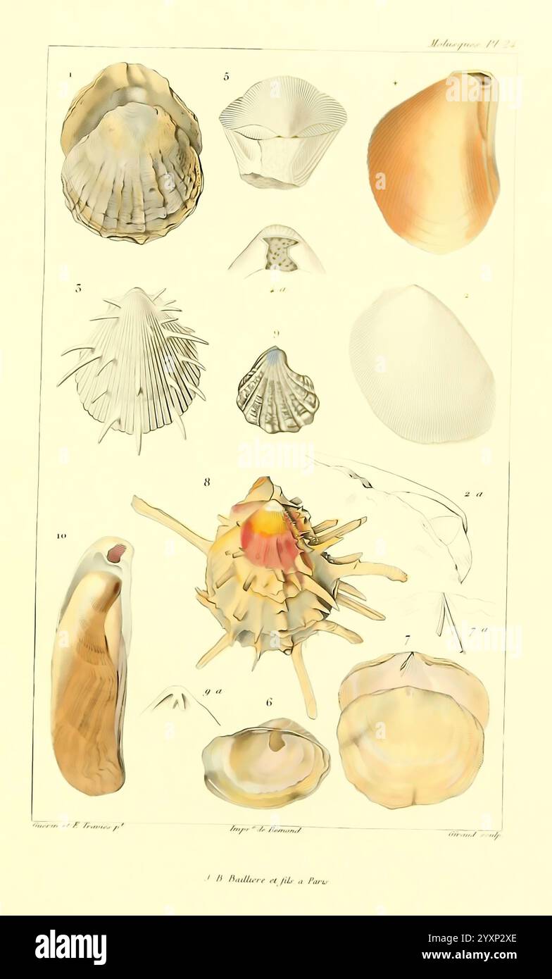 Les Mollusques, Paris, J. B. Baillière, 1868, Mollusken, Klassifizierung zeigt diese Illustration eine Vielzahl von Muscheln, die ihre einzigartigen Formen, Texturen und komplizierten Muster zeigen. Die Schalen werden in einem organisierten Layout angezeigt, das als Referenz nummeriert ist. Jedes Exemplar zeigt die Vielfalt der Meereslebewesen, einschließlich Jakobsmuscheln, Muscheln und anderen Weichtieren, mit detaillierten Darstellungen ihrer Merkmale. Diese natürlichen Objekte weisen sowohl Symmetrie als auch Variation auf, was die Schönheit ozeanischer Ökosysteme widerspiegelt. Die umgebenden Beschriftungen enthalten Namen und Klassifizierungen für jeden Typ o Stockfoto