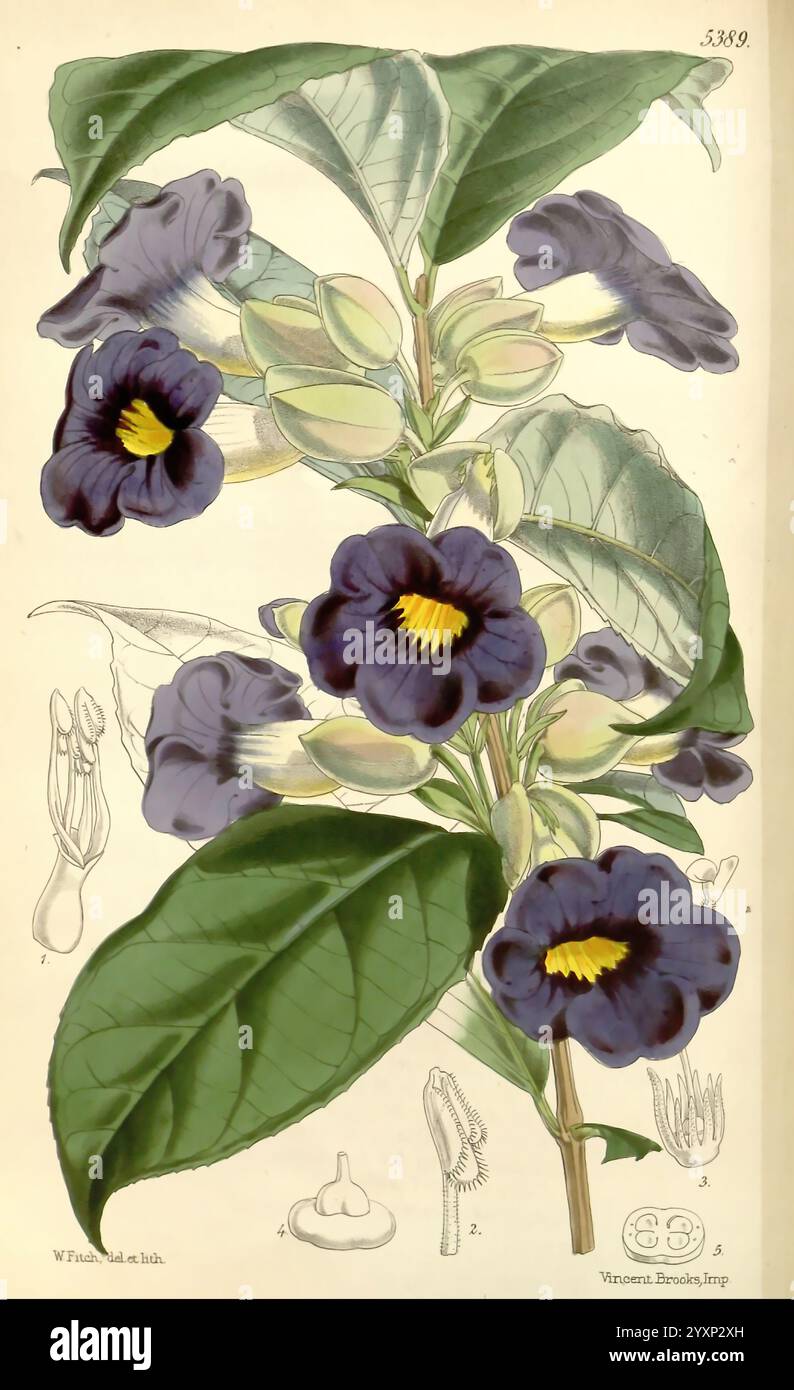 Curtis's Botanical Magazine London New York etc Botanik-Zeitschriften Pictorial Works Curtis, Eine botanische Illustration, die eine blühende Pflanze mit auffälligen dunkelvioletten Blüten zeigt, die mit auffälligen gelben Kehlen versehen sind. Die Blätter sind breit und grün und bieten eine reiche Kulisse für die lebendigen Blumen. Es werden sowohl die Blütenaspekte als auch die Blattstruktur detailliert dargestellt, wobei verschiedene Teile der Pflanze, einschließlich des Blühmechanismus und der Blattvenen, dargestellt werden. Die Komposition unterstreicht die Schönheit und Komplexität der Pflanze und unterstreicht ihre potenzielle Bedeutung für den Gartenbau Stockfoto