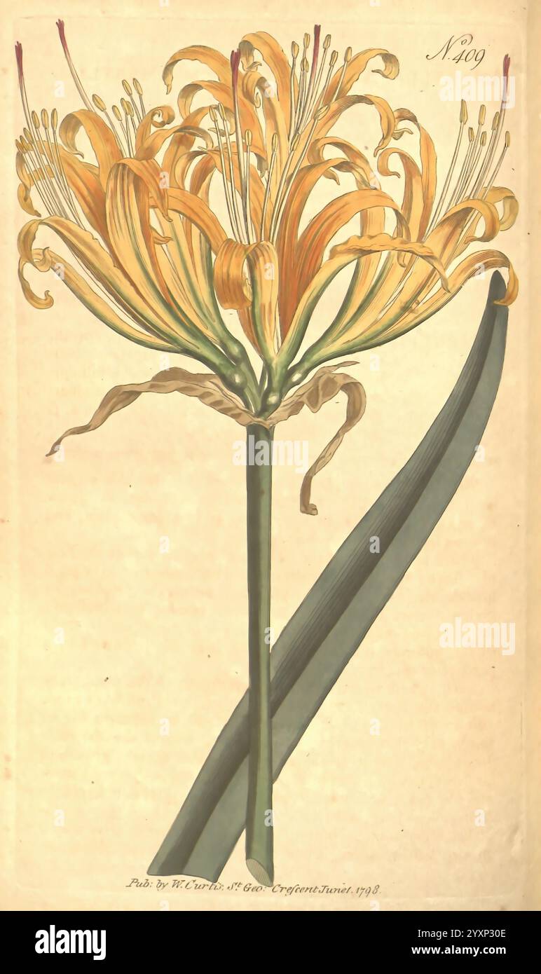 Das botanische Magazin, oder Blumengarten ausgestellt, 1790-1800, Botanik, Zeitschriften, Bildwerke, Curtis, Eine lebendige Darstellung einer blühenden Pflanze, die zarte Blüten mit langen Blütenblättern in Gelb- und Orangentönen zeigt. Die Blüten steigen aus einem zentralen Stab hervor, umgeben von langen, schlanken grünen Blättern, die sich elegant um die Basis winden. Jedes Blütenblatt ist mit komplizierten Linien versehen, die die Textur und natürliche Schönheit der Flora betonen. Diese botanische Abbildung ist nummeriert und datiert, was ihren Platz in einer Reihe ähnlicher Darstellungen des Pflanzenlebens angibt. Stockfoto