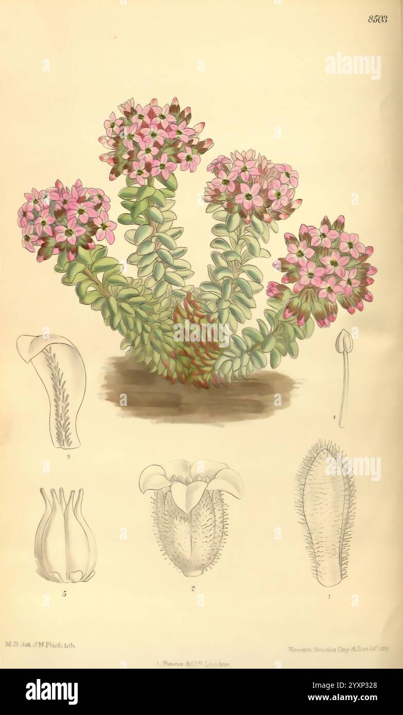 Curtis's Botanical Magazine London New York etc Botanische Illustration Botanik Zeitschriften Bildwerke Pflanzen Zierende Curtis Sedum Pflanze Sukkulent, die Illustration zeigt eine botanische Studie einer blühenden Pflanze, die durch üppige grüne Blätter und zarte rosa Blüten gekennzeichnet ist. Die Hauptdarstellung der Pflanze umgibt detaillierte Zeichnungen ihrer verschiedenen Teile, einschließlich der Blütenstruktur und der Blattformen, die mit Nummern als Referenz gekennzeichnet sind. Die lebendigen Blüten der Pflanze stehen im Kontrast zu den komplizierten Linienzeichnungen ihrer anatomischen Merkmale, die die Komplexität und Schönheit ihrer Konstruktion verdeutlichen Stockfoto