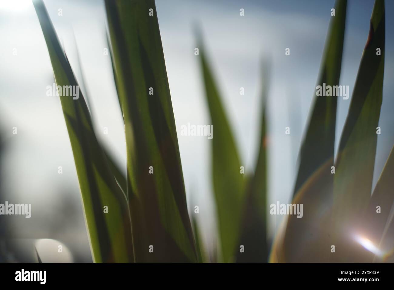 Eine Nahaufnahme von einem Haufen grüner Blätter, auf denen die Sonne scheint. Die Lamellen sind so angeordnet, dass sie ein Gefühl von Tiefe und Bemaßung erzeugen Stockfoto