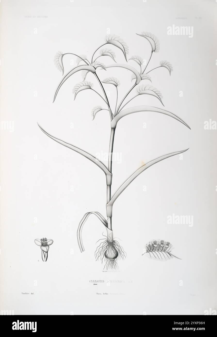 Tentamen florae Abyssinicae, Parisiis, Arthus Bertrand, 1847–1851, die Abbildung zeigt eine detaillierte botanische Studie über Cygnus abyssinicus, die seine charakteristische Struktur zeigt. Die Pflanze ist mit langen, schlanken Stielen und aufwändig gewellten Blättern dargestellt, die eine zarte Anordnung aufweisen. Die Pflanze wird durch kleinere Abbildungen begleitet, die das Blüten- und Wurzelsystem hervorheben und eine umfassende Ansicht der anatomischen Merkmale bieten. Die feinen Linien und die sorgfältige Schattierung betonen die botanischen Details und machen sie zu einer ausgezeichneten Darstellung für pädagogische Zwecke in der Pflanzentaxonomie. Stockfoto