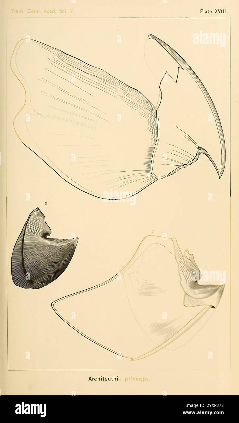 Die Kopffüßer der Nordostküste Amerikas, New Haven, Conn, Connecticut Academy of Sciences, 1879-1881, Tintenfisch, Nordamerika, Atlantikküste, Kephalopoda, Riesenkalmaren, Atlantikküste Nordamerika, Monster sind real, die Illustration zeigt drei detaillierte Skizzen des Architeuthis Princeps, allgemein bekannt als der Riesenkalmar. Jede Zeichnung zeigt verschiedene Ansichten der einzigartigen Körperform und Rippenstruktur des Tintenfischs. Die obere Skizze betont den langgestreckten Mantel und die Rückenflossen, während die beiden unteren Skizzen unterschiedliche Perspektiven bieten, um das charakteristische fe der Kreatur hervorzuheben Stockfoto