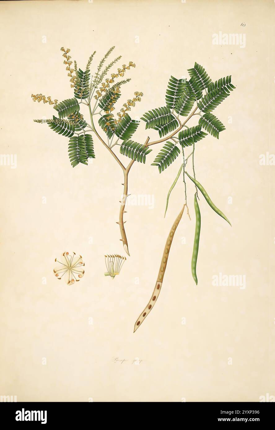 Pflanzen der Küste von Coromandel, London, gedruckt von W. Bulmer und Co. Für G. Nicol, Buchhändler, 1795-1819, 1819, Botanik, Kupferstich, Coromandel Coast, England, grafische Medien, handkoloriert, Indien, Pflanzen, Blumen, Früchte, Prosopis spicigera, Prosopis cineraria, Taxonomie: Family= Fabaceae, jand, ghaf, jandi, khejri, sami, Geo: Continent= Asien, Afghanistan, Iran, Indien, Oman, Pakistan, Saudi-Arabien, Vereinigte Arabische Emirate, eine botanische Illustration, die die detaillierte Struktur einer Pflanze mit zwei markanten Ästen darstellt. Ein Zweig zeigt eine Gruppe kleiner Blüten mit zartem Gelb Stockfoto