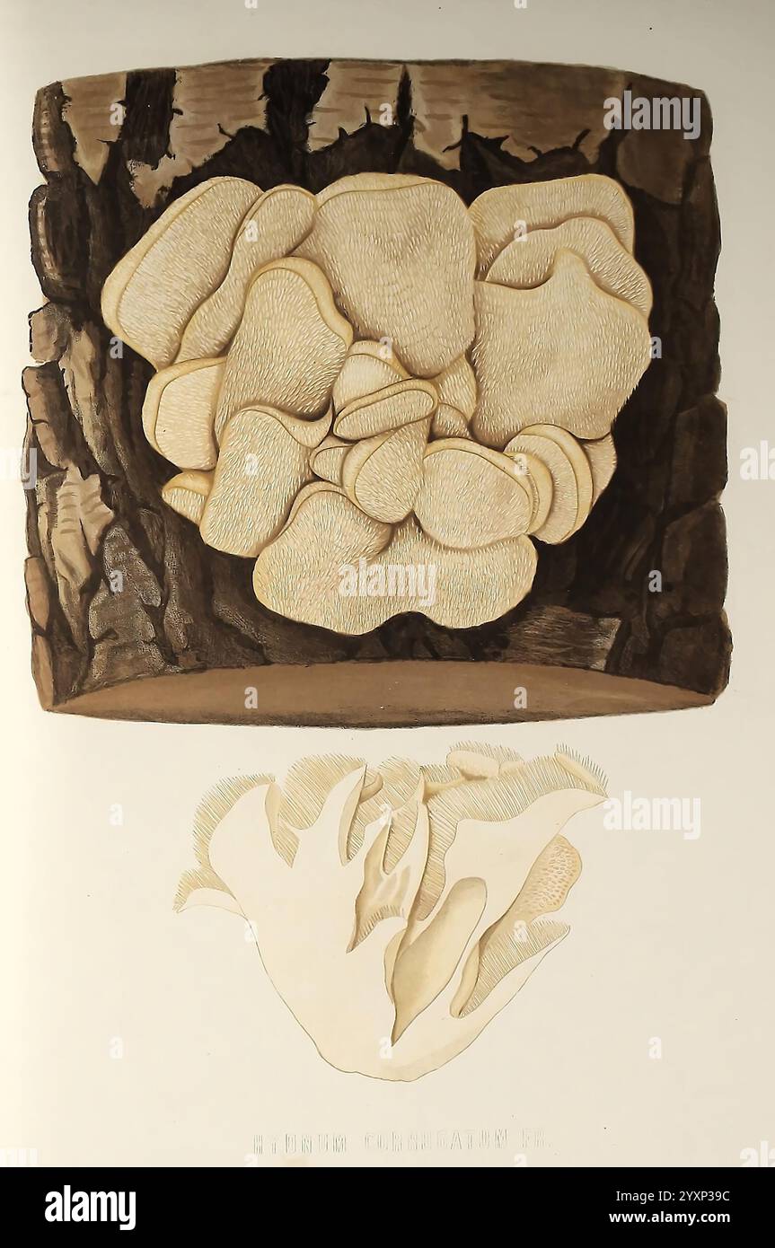 Sveriges ätliga och giftiga svampar tecknade efter naturen under ledning, Stockholm, P.A. Norstedt & söner kongl. Boktryckare, 1861-[69], Pilze, pathogene Pilze, Schweden, Pilze, die Abbildung zeigt eine eindrucksvolle Darstellung eines großen, komplizierten Pilzes, der aus einem Stück Holz wächst. Der obere Teil hebt die strukturierte Oberfläche des Pilzes hervor und ähnelt Schichtwellen mit weichen, abgerundeten Kanten. Darüber hinaus wird die natürliche Umgebung mit Anklängen von Rinde erfasst, die den Kontext des Lebensraums des Organismus bildet. Im Folgenden wird eine detailliertere Ansicht des Pilzes vorgestellt, die seine empfindlichen s betont Stockfoto