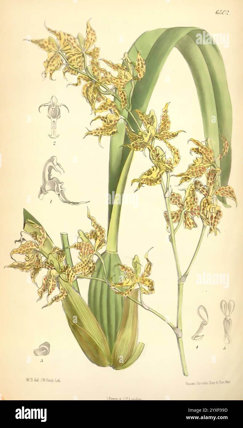 Curtis's Botanical Magazine London New York Botanical Illustration Botanical Periodicals Pictorial Works Plants Ornamental Curtis Matilda Smith Women in Science Venezuela Odontoglossum Odoratum Matilda Smith, die Illustration zeigt eine detaillierte botanische Darstellung einer blühenden Orchidee, die mehrere Cluster von komplizierten, gefleckten gelben und braunen Blüten zeigt. Jede Blüte ist mit zarten Blütenblättern und verlängerten Sepalen dargestellt, die ihre einzigartigen Muster und Texturen betonen. Um die Blüten herum sind längliche grüne Blätter, die anmutig gewölbt sind, um die Komposition einzurahmen. Zusätzlich gibt es einen Stockfoto