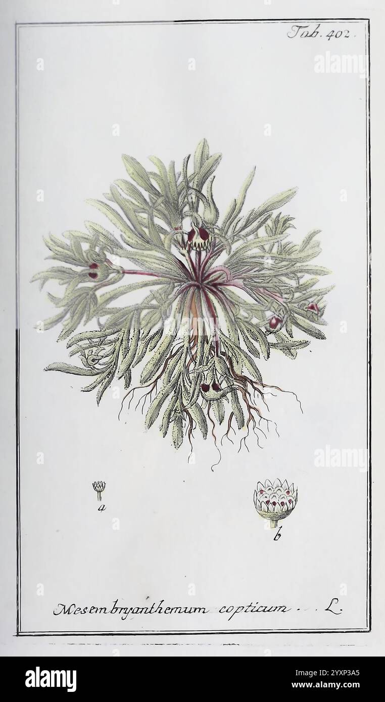 Icones plantarum medicinalium, Nürnberg, auf Kosten der Raspischen Buchhandlung, 1779-1790, Botanik, Medizin, Bildwerke, die Abbildung zeigt eine botanische Untersuchung der Pflanzenart Mosenbryanthemum coptonium, die sich durch ihre komplizierte Anordnung von nach außen ausstrahlenden langen, saftigen Blättern auszeichnet. Die Pflanze zeichnet sich durch ein markantes, fleischiges Laub mit einer Vielzahl von Farben und Texturen aus. In der Mitte befinden sich Blühblumen mit zarten Knospen, die für die Blüte bereit sind, während kleinere Blütenstrukturen am Boden der Komposition dargestellt werden, die die Fortpflanzung der Pflanze hervorheben Stockfoto