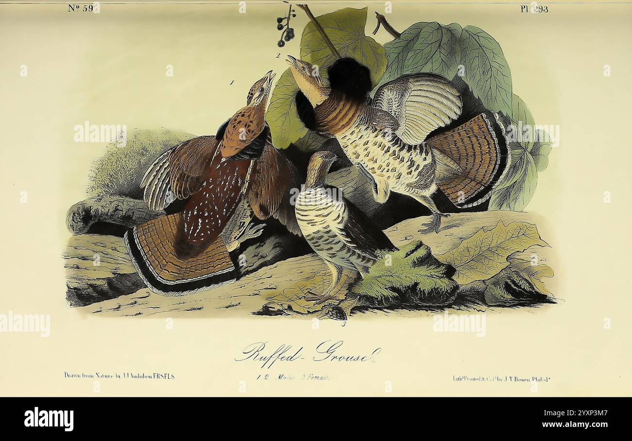 Die Vögel, von Amerika, New York, G. R, Lockwood, 1871, 1839, Birds, Nordamerika, Amerika, Bilder, Werke, die Illustration zeigt eine Gruppe von lebendigen Vögeln, die zwischen üppigem Laub thront und eine Vielzahl von komplizierten Mustern und Farben in ihren Federn zeigt. Jeder Vogel zeigt eine einzigartige Kombination aus Braun-, Grün- und anderen Erdtönen, die seine natürliche Schönheit unterstreicht. Die Szene wird durch die detaillierte Darstellung der umgebenden Blätter und Äste bereichert, wodurch eine harmonische Komposition entsteht, die das Wesen des Vogellebens in einer reichen, natürlichen Umgebung einfängt. Der Titel am Bott Stockfoto