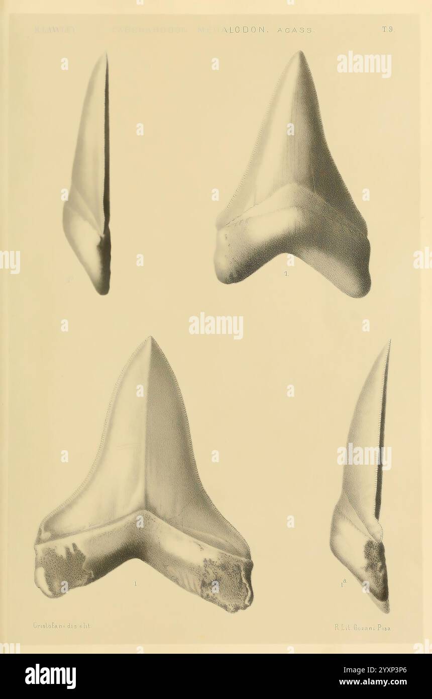 Studi comparativi sui pesci fossili coi viventi dei generi Carcharodon, Oxyrhina e Galeocerdo, Pisa, T. Nistri, 1881. Hai, Carcharodon, Galeocerdo, fossile Fische, fossile Haie, Fossiliengeschichten, die Abbildung zeigt vier unterschiedliche fossile Zähne des Carcharocles Megalodon, einer ausgestorbenen Haiart, die vor etwa 23 bis 3,6 Millionen Jahren lebte. Jeder Zahn zeigt die einzigartigen gezackten Kanten und die dreieckige Form, die für dieses massive Raubtier charakteristisch ist. Die Zähne variieren in Größe und Orientierung, was einen Einblick in die Morphologie und Fütterungsgewohnheiten des Megalodon gibt. Detailliert l Stockfoto