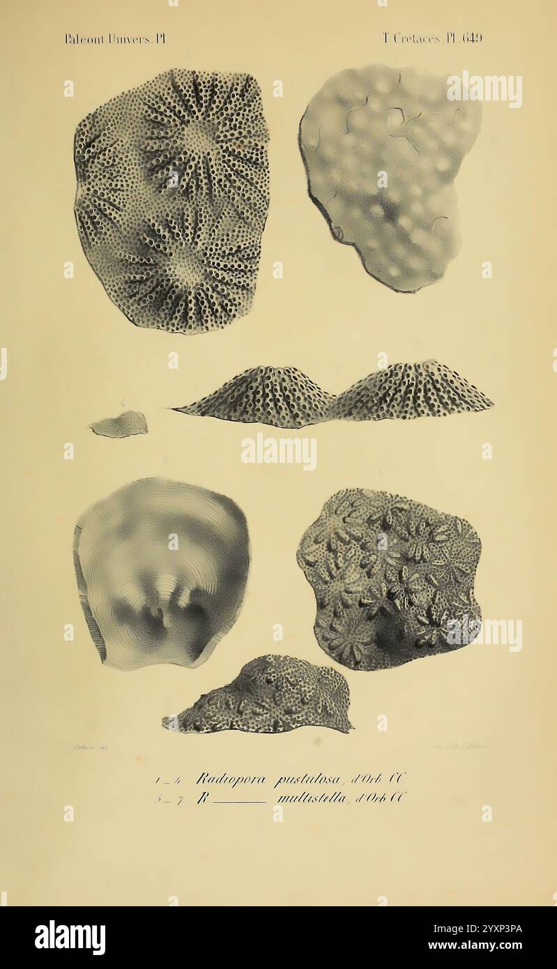 Paléontologie francaise, Paris, Chez l'auteur, 1840-1894, Frankreich, Paläontologie, Jura, Tertiär, Kreidezeit, Paläobotanik, Fossilien von Weichtieren, Seeigeln, Fossilien. die Illustration zeigt eine detaillierte Darstellung verschiedener Korallenexemplare, die ihre komplizierten Strukturen und Strukturen zeigen. Jede Probe ist numerisch und wissenschaftlich gekennzeichnet, wobei ihre Spezies und Klassifizierung angegeben sind. Die Designs reichen von glatten, abgerundeten Formen bis hin zu aufwendig gemusterten Oberflächen, die die Vielfalt der Meereslebewesen hervorheben. Die sorgfältige Linienarbeit unterstreicht die einzigartigen Eigenschaften Stockfoto