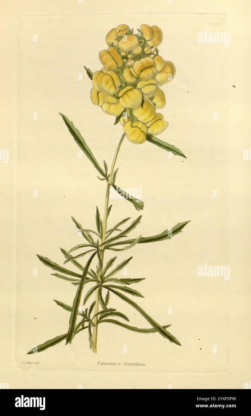 Das Botanische Kabinett, London, John, und Arthur, Arch, 1817-1833, zeigt die Illustration eine blühende Pflanze, die sich durch ihre charakteristischen gelben Blüten auszeichnet, die in einer Clusterformation auf einem schlanken Stamm angeordnet sind. Die florale Struktur ist mit langen, nach außen gewölbten Blütenblättern versehen, die das Aussehen zarter, mehrschichtiger Spitzen verleihen. Unter den Blüten wird die Pflanze von langen, schmalen Blättern gestützt, die eine spitz zulaufende Form aufweisen, die sich von der Basis des Stängels ausdehnt. Die detaillierte Darstellung hebt die natürliche Schönheit und die komplizierten Details der Anatomie der Pflanze hervor und betont die Textur der L Stockfoto