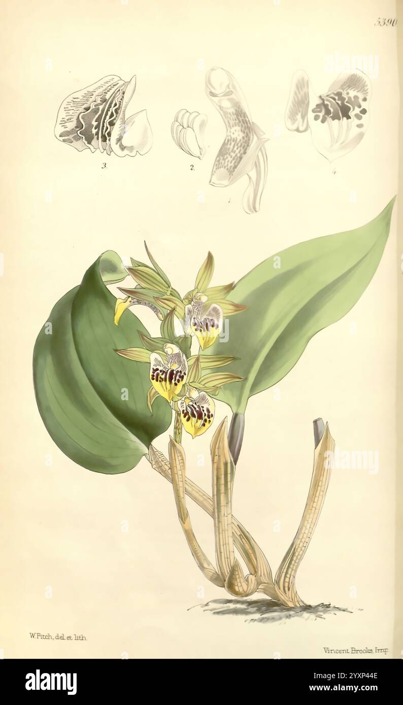 Curtis's Botanical Magazine. London, New York usw. Botanik Zeitschriften Bildwerke Curtis, diese Illustration zeigt eine wunderschöne Orchideenart, die zarte Blumen mit komplizierten Mustern in Gelb- und Brauntönen zeigt. Die Blüten werden durch einen Hintergrund aus sattgrünen Blättern hervorgehoben, die eine natürliche Umgebung für die Pflanze bieten. Über der Hauptkomposition zeigen detaillierte anatomische Skizzen verschiedene Teile der Orchidee, einschließlich des Labellums und der Säule, was ein tieferes Verständnis ihrer Struktur ermöglicht. Das Kunstwerk ist vom Illustrator signiert und vermerkt seine Untersuchung in Stockfoto