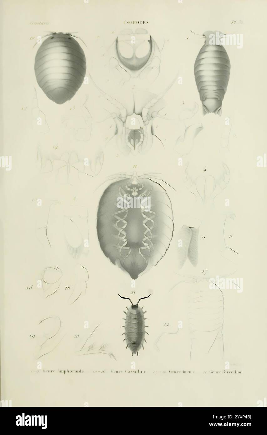 Histoire naturelle des crustacés, Paris, Librairie encyclopédique de Roret, 1834-1840, Anatomie, Crustacea, Physiologie, schaaldieren, Taxonomie, die Illustration zeigt eine detaillierte Untersuchung verschiedener Arten von Isopoden, die ihre anatomischen Merkmale veranschaulichen. Es enthält verschiedene beschriftete Diagramme, die verschiedene Merkmale wie die Exoskelettstruktur, den segmentierten Körperplan und die Anhängsel hervorheben. Die Arten werden aufgezählt, wobei die einzelnen Figuren die Details des Kopfes, des Brustraums und des Abdomens sowie Unterschiede in der Gliedmaßen-Morphologie darstellen. Der Umfang und die Komplexität jeder Repräsentation liefern Indisi Stockfoto