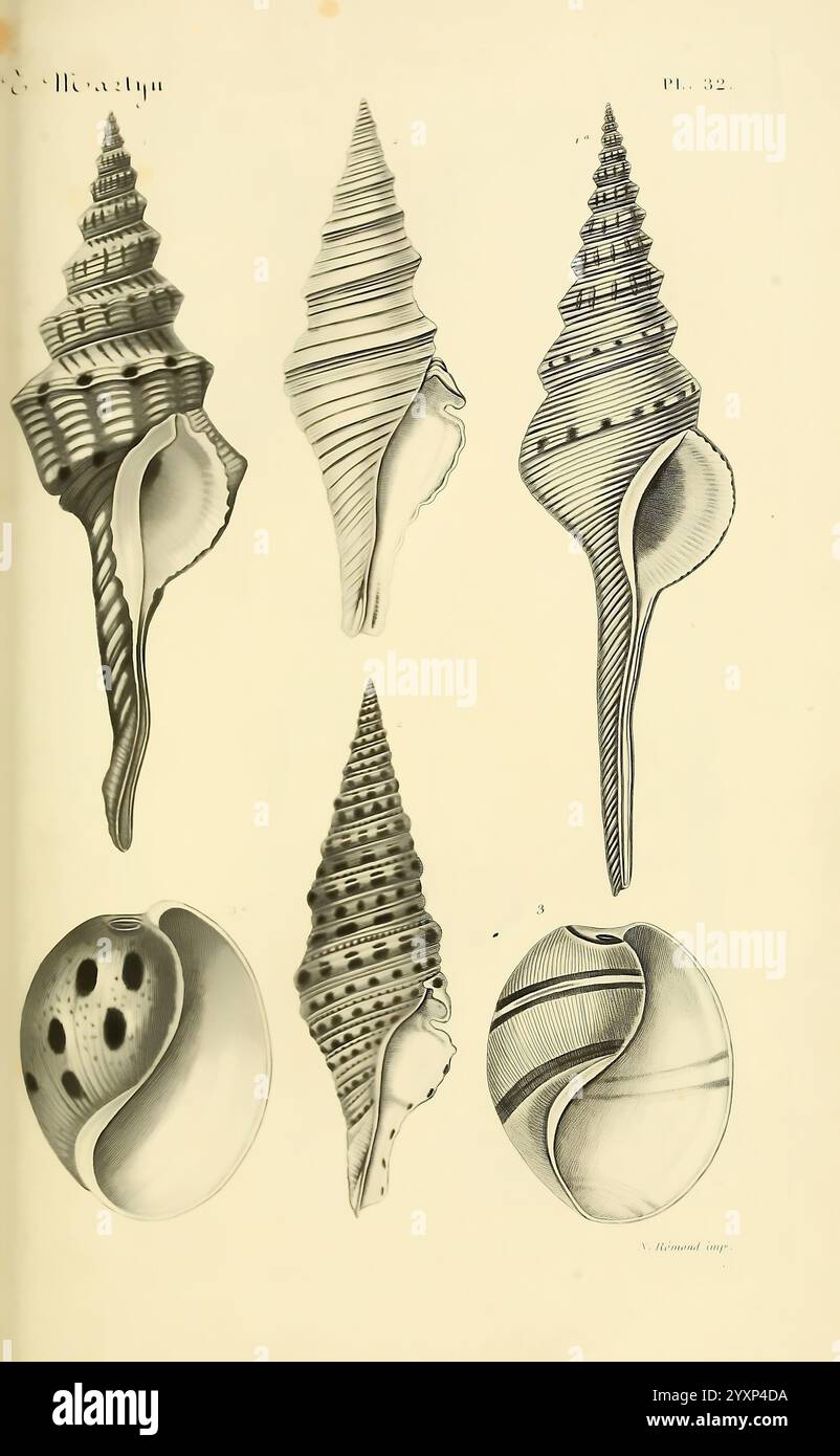 Le Conchyliologiste Universel, ou, Figures des Coquilles jusqu'à Présent Inconnues Recueillies en Divers Voyages à la Mer du Sud depuis l'Année 1764, Paris, A. Franck, Libraire-Editeur, 1845. Mollusks, Pictorial Works, diese Illustration zeigt eine Sammlung von detailreich detaillierten Muscheln, die verschiedene Formen und Formen zeigen. Im oberen Abschnitt werden fünf verschiedene Arten von Schalen vorgestellt, die jeweils mit einzigartigen Spiraldesigns und Oberflächenstrukturen versehen sind und die Komplexität ihrer Strukturen hervorheben. Die unterschiedlichen Muster, einschließlich Graten und glatten Abschnitten, unterstreichen die vielfältigen Anpassungen dieser Marine Stockfoto