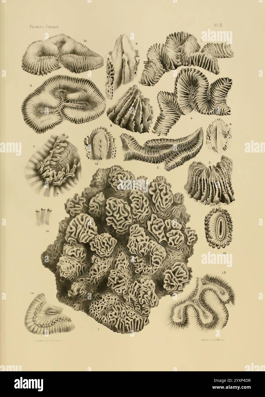 Bericht über die Florida Riffe Cambridge, Mass, 1880. Florida, Korallen, Korallenriffe und Inseln, Florida Keys, das Kunstwerk zeigt eine Vielzahl komplexer Korallenformationen, die die vielfältigen Strukturen und Muster der Meereslebewesen zeigen. Es werden verschiedene Arten dargestellt, von denen jede einzigartige Strukturen wie konturierte Oberflächen, Grate und Täler aufweist, die die biologische Komplexität der Korallen betonen. Die detaillierten Illustrationen zeigen die natürliche Schönheit dieser Organismen, von großen, robusten Kolonien bis hin zu empfindlichen Rüschenexemplaren, die alle harmonisch auf der Leinwand positioniert sind. Ein nummeriertes k Stockfoto