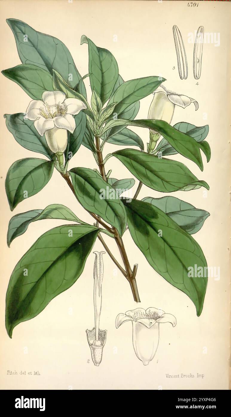 Curtis botanisches Magazin. London, New York, Botanik, Zeitschriften, Bildwerke, Blumen, Walter Hood Fitch, Gardenia globosa, Rothmannia globosa, Globe-Fruited Gardenia, Südafrika, Swasiland, Curtis, William Jackson Hooker, Natal, Südafrika, Eine botanische Illustration mit einer blühenden Pflanze mit markanten, breiten grünen Blättern. In der Mitte ist eine zarte weiße Blume mit einer leicht schalen Form und dezenten gelben Akzenten dargestellt, die ihre zahlreichen Blütenblätter zeigt. Neben der Hauptblume deutet eine kleine, geschlossene Knospe auf das Wachstumspotenzial der Pflanze hin. Unter der primären Abbildung t Stockfoto