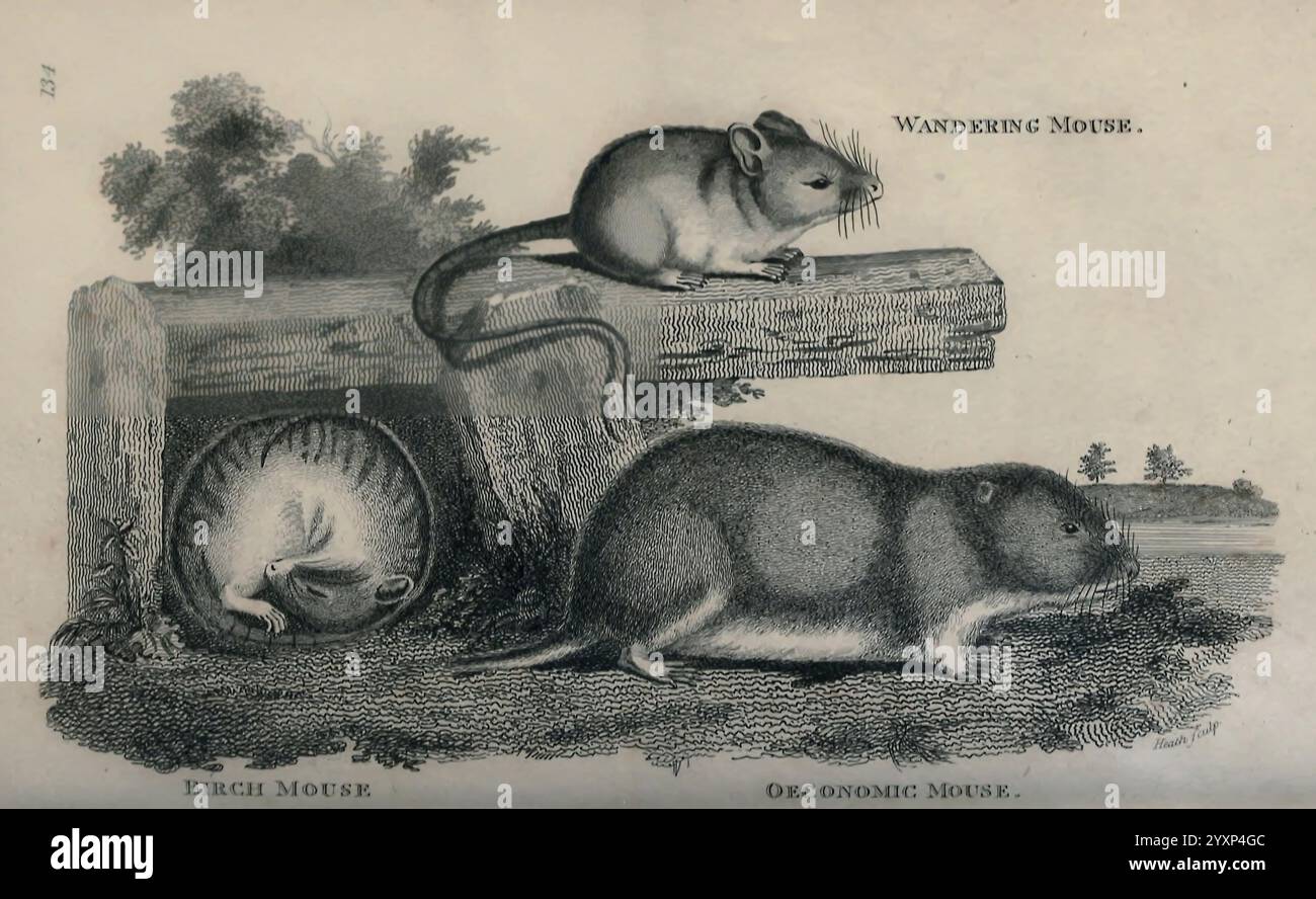 Allgemeine Zoologie oder systematische Naturgeschichte London gedruckt für G. Kearsley 1800-1826 Bildwerke Zoologie Maus, zeigt die Illustration eine detaillierte Darstellung von drei verschiedenen Kleinsäugetieren, die mit verschiedenen Lebensräumen assoziiert sind. In der Mitte wird ein größeres Säugetier, das an eine Wühlmäuse erinnert, in Ruhestellung auf dem Boden gezeigt, das sich durch seinen kompakten Körper und seine kurzen Gliedmaßen auszeichnet. In der Nähe befindet sich ein kleineres Nagetier, das einer Maus ähnelt, auf einem Baumstamm, dessen Schwanz in einer natürlichen Pose gerollt ist und seine agile Form zeigt. Im Hintergrund versteckt sich eine weitere Kreatur, möglicherweise eine Art Spitzspitzer, nea Stockfoto