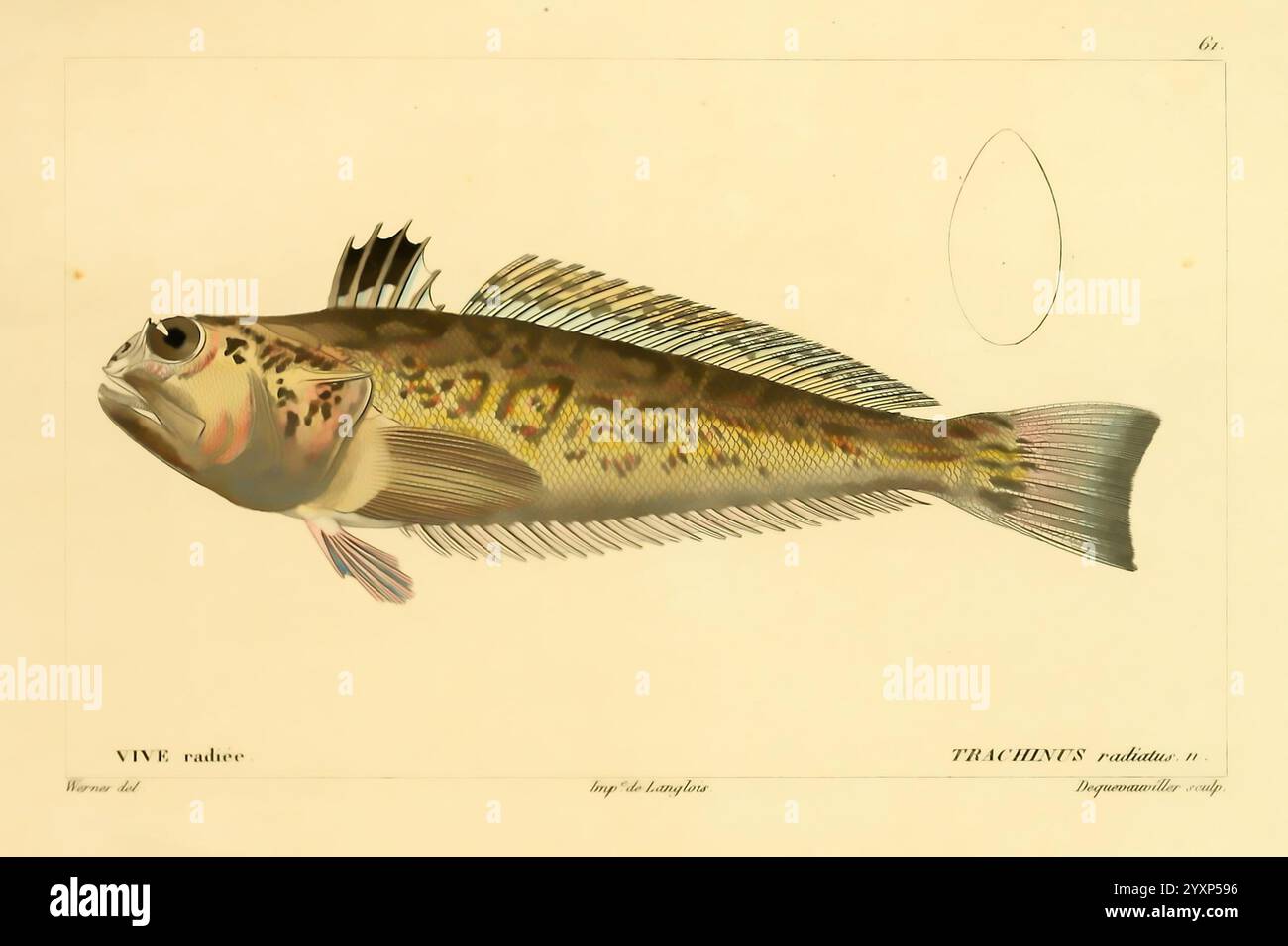 Histoire naturelle des Poissons, Paris, Chez F. G. Levrault, 1828-1849, Ichthyologie, Fishes, Trachinus radiatus, eine detaillierte Abbildung eines Fischs mit seinem langgestreckten Körper und seinen markanten Markierungen, die auf seine Art hinweisen. Die Lamellen werden deutlich sichtbar angezeigt, wodurch ihre Textur und Struktur hervorgehoben werden. Die Abbildung enthält ein wissenschaftliches Etikett mit Namen und Klassifizierung des Fisches. Eine leere ovale Form ist vorhanden, was auf das Potenzial für zusätzliche Details oder Anmerkungen hindeutet. Die Gesamtkomposition betont die Schönheit und Komplexität der Meereslebewesen und zieht die Aufmerksamkeit o auf sich Stockfoto