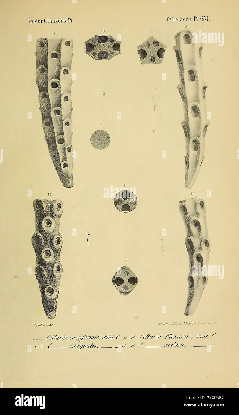 Paléontologie francaise, Paris, Chez l'auteur, 1840-1894, Frankreich, Paläontologie, Jura, Tertiär, Kreidezeit, Paläobotanik, Mollusken-Fossil, Seeigel-Fossil, fossile Geschichten. diese Illustration zeigt eine Sammlung detaillierter Skizzen, die verschiedene Formen von Kalkstrukturen hervorheben, insbesondere „Cillaria californica“ und verwandte Arten. Die Figuren zeigen mehrere Ansichten und Querschnittsdarstellungen und zeigen die komplizierten Muster und Formen dieser Kalkorganismen. Die nummerierten Etiketten entsprechen verschiedenen Proben und betonen ihre morphologischen Varia Stockfoto