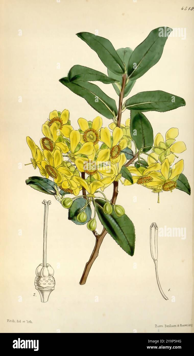 Curtis's Botanical Magazine London New York etc Botanik Zeitschriften Pictorial Works Curtis, die Illustration zeigt eine botanische Studie mit einer lebhaften Gruppe von gelben Blumen, die jeweils mit zarten Blütenblättern und markanten Staubblättern verziert sind. Zwischen den Blüten befinden sich mehrere Knospen, die die Fortpflanzungsstadien der Pflanze veranschaulichen. Eine detaillierte Darstellung einer Fruchtkapsel ist enthalten, die einen Einblick in den Lebenszyklus der Art bietet. Die Blätter sind üppig und glänzend, symmetrisch am Stiel angeordnet, was die gesamte Ästhetik der Komposition unterstreicht. Dieses Kunstwerk fängt sowohl die Schönheit als auch mich ein Stockfoto