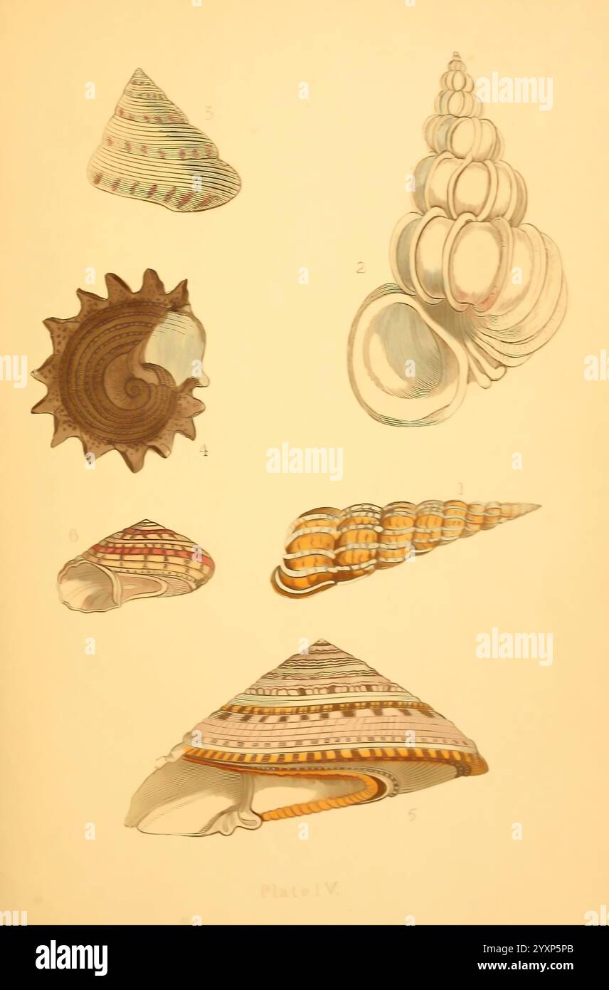 Schön, Muscheln, 1856, Muscheln, die Illustration zeigt eine Sammlung aufwändig gestalteter Muscheln, die jeweils einzigartige Muster und Formen zeigen. Die Schalen sind als Referenz nummeriert, wobei die erste Schale eine spiralförmige Form zeigt, die mit leuchtenden Bändern verziert ist. Die zweite Schale ähnelt einem glatten, langgestreckten Kegel, während die dritte eine wunderschön gewundene Struktur mit kunstvollen Details zeigt. Die vierte Schale besticht durch ihre robuste Textur und markante Grate. Die fünfte, eine kompaktere, dreieckige Schale, weist eine allmähliche Verjüngung auf, und die sechste hat eine elegant geschwungene Scha Stockfoto