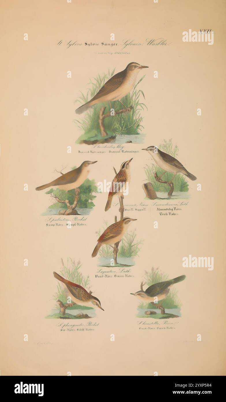 Danmarks Fugle, beskrevne, Kjøbenhavn, Forfatterens Forlag, 1851-1852, Vögel, Dänemark, Skandinavien, Färöer, Bildwerke, Acrocephalus schoenobaenus, Acrocephalus palustris, Sumpfkraut, Acrocephalus scirpaceus, eurasischer Schilfkraut, Seggenkraut, Acrocephalus paludicola, Acrocephalus arundinaceus, Wasserkraut, Blyth's Schilfkraut, Acrocephalus Dumetorum, Taxonomie, großer Schilfkälber, diese Illustration zeigt eine Vielzahl von singvogelarten, die in einer natürlichen Umgebung dargestellt werden, wobei jeder Vogel zwischen grünem Gras und Laub thront. Das Arrangement zeigt sechs verschiedene Typen Stockfoto