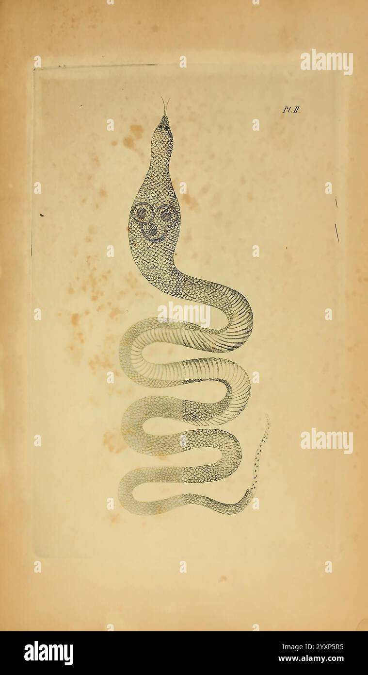 Icones amphibiorum Hafniae C. Steen 1835 Amphibians Reptiles Pictorial Works, Eine wunderschön illustrierte Darstellung einer Schlange, die komplexe Details im gesamten Körper zeigt. Die Schlange ist in einer eleganten, geschwungenen Form gewickelt, mit einem charakteristischen Muster, das entlang ihrer Skalen betont wird. Der Kopf, der leicht angehoben und gedreht ist, weist einzigartige Markierungen auf, die auf Gesichtsausdrücke oder Merkmale hinweisen. Die Gesamtkomposition fängt das Wesen des Reptils ein und hebt seine anmutigen Kurven und die Textur seiner Haut hervor. Der Hintergrund hat ein weiches, verblasstes Erscheinungsbild, das die markante Leistung unterstreicht Stockfoto