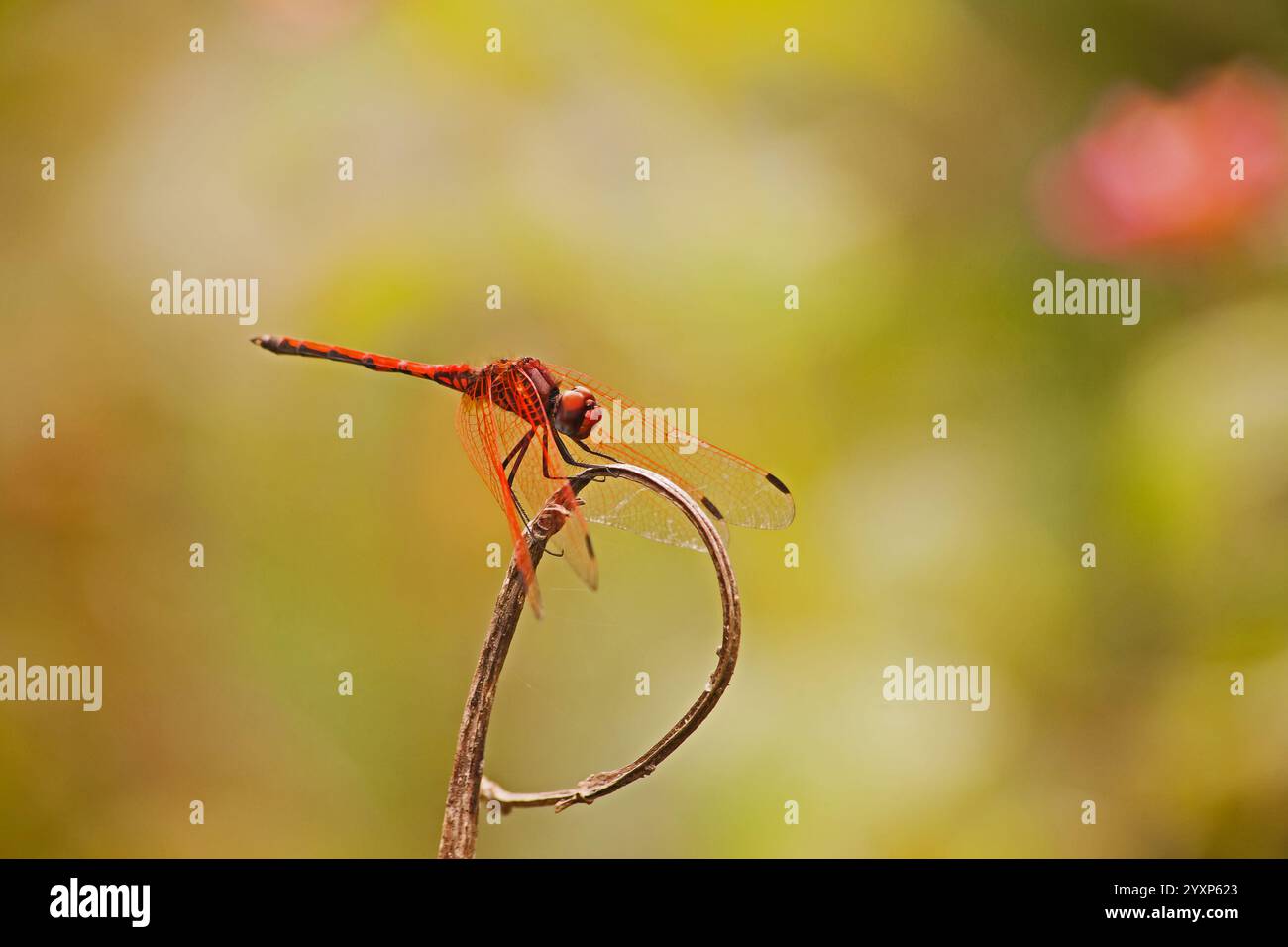 Rotgeädertes Dropwing Trithemis arteriosa 16286 Stockfoto