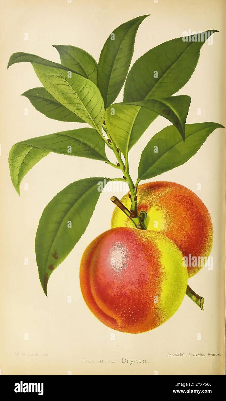 Der Florist und Pomologe und Vorstadtgärtner. London, 1880, Blumengärten, Obstkultur, Gartenbau, Großbritannien, Zeitschriften, Eine wunderschön illustrierte Darstellung von zwei Reifen Nektarinen, die ihre lebendigen Farben und glatten Texturen zeigen. Die Frucht ist eingebettet zwischen üppig grünen Blättern, die ihre Frische betonen. Das Arrangement hebt die charakteristische Form und das Erröten der Nektarinen hervor und lädt zu einer Wertschätzung für ihre natürliche Schönheit ein. Die elegante botanische Kunst fängt das Wesen dieser Sommerfrucht ein und verbindet Genauigkeit mit künstlerischem Flair. Stockfoto