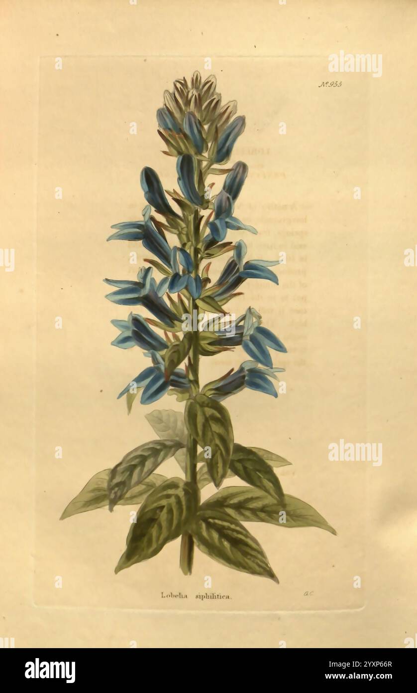 Das botanische Kabinett London, John Arthur Arch, 1817–1833, Eine botanische Illustration, die eine hohe Pflanze mit auffälligen blauen röhrenförmigen Blüten zeigt, die in einem dichten Cluster an der Spitze angeordnet sind. Die Blüten haben lange Blütenblätter, die elegant gewölbt wirken und ein optisch fesselndes Display schaffen. Die Blätter sind breit und detailreich und befinden sich am Fuß des Stiels, was einen üppigen grünen Hintergrund bietet, der einen schönen Kontrast zu den Blüten bildet. Detaillierte Anmerkungen sind vorhanden, die den Artennamen Lobelia siphilitica andeuten und dem Kunstwerk einen informativen Touch verleihen. Die Gesamtkomposition hig Stockfoto